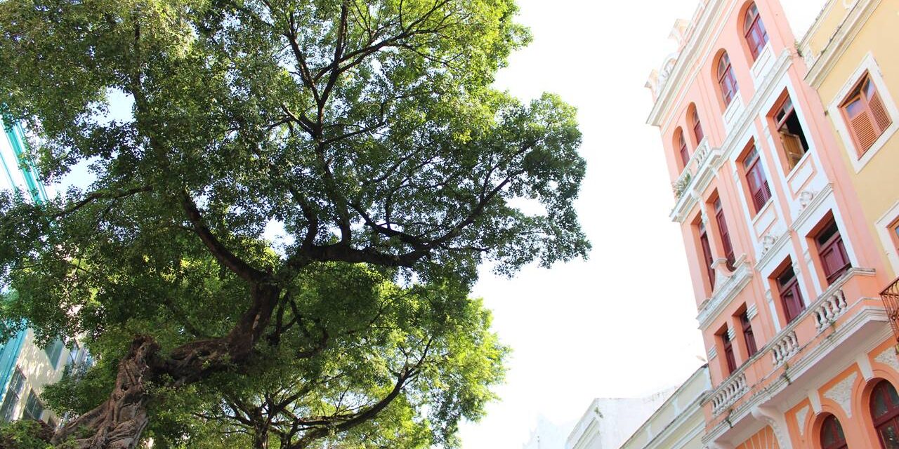 árvores_recife-antigo